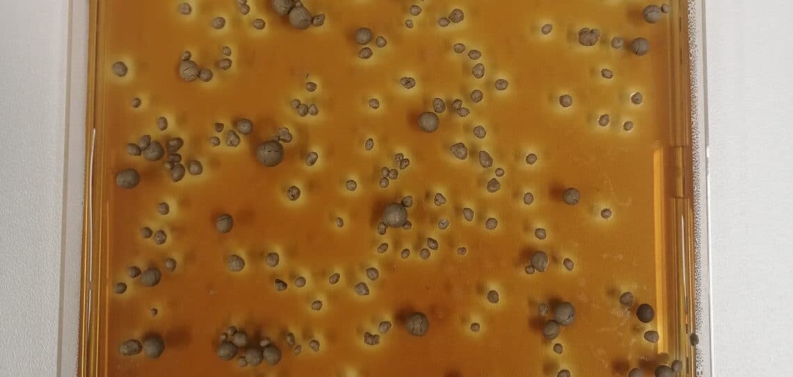 Timac Agro s’intéresse à la fertilité électrique des sols - © D.R.