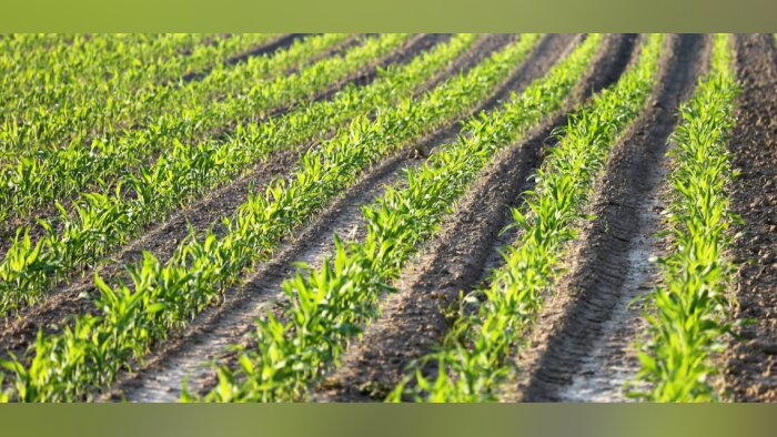 Semis de maïs et tournesol, sécuriser la vigueur et l’homogénéité de levée