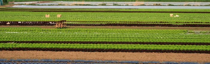 Utilisation illicite de dichloropropène, des peines allant jusqu’à 80 000 euros