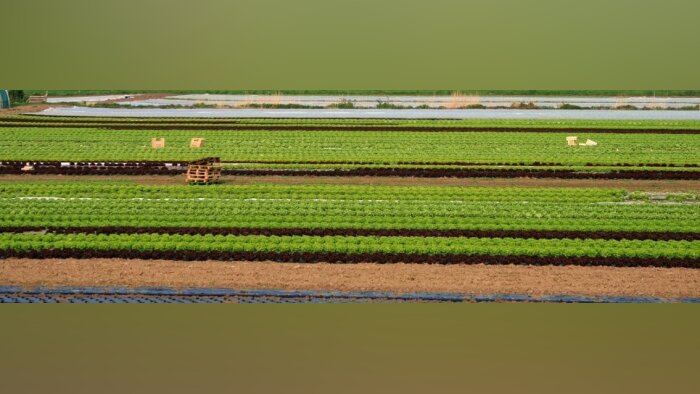 Utilisation illicite de dichloropropène, des peines allant jusqu’à 80 000 euros