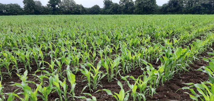 L’USDA confirme la production mondiale record en maïs