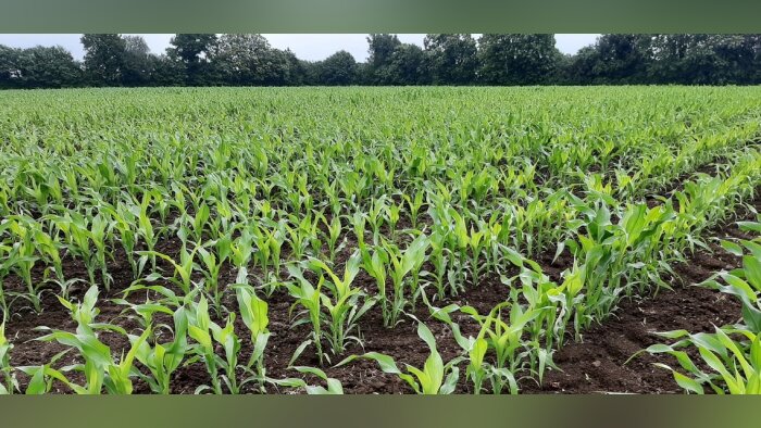 L’USDA confirme la production mondiale record en maïs