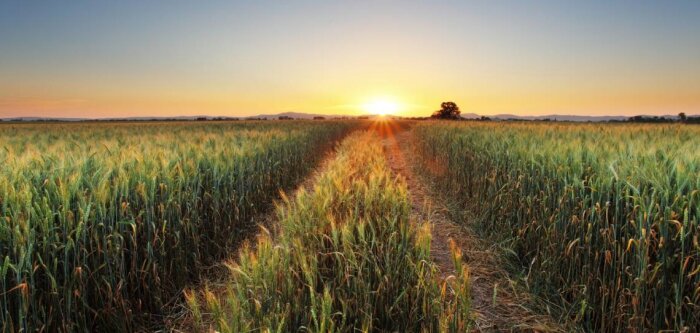 En grandes cultures, l’agroécologie passe par les biosolutions