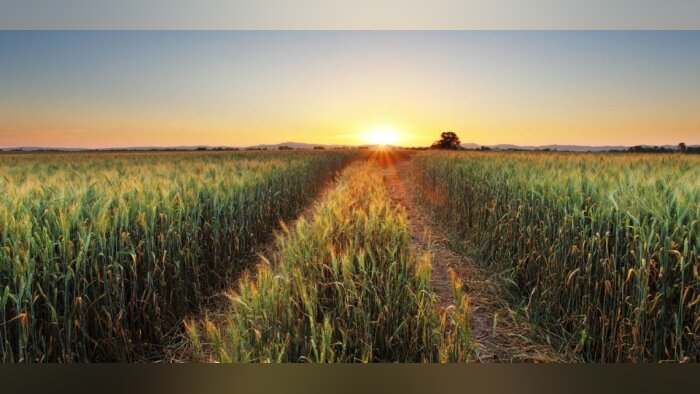 En grandes cultures, l’agroécologie passe par les biosolutions