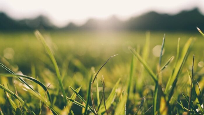 Prairies : déficit de pousse de l’herbe de 23 % en août 2025 selon Agreste
