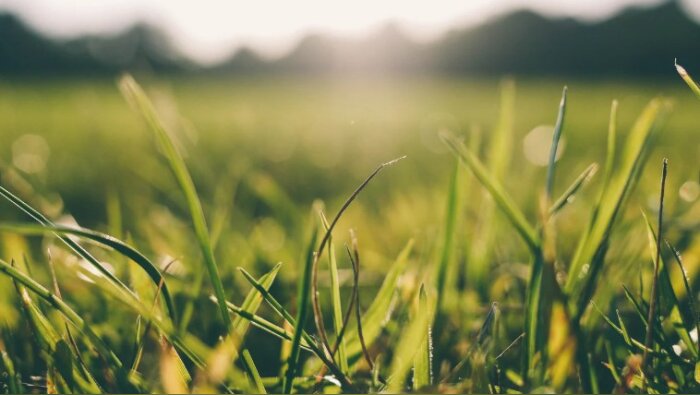 Prairies : un seuil de fertilisation menace la biodiversité et la résilience des écosystèmes