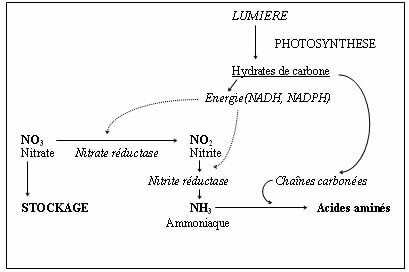 Acides aminés et fertilisation des plantes - © D.R.