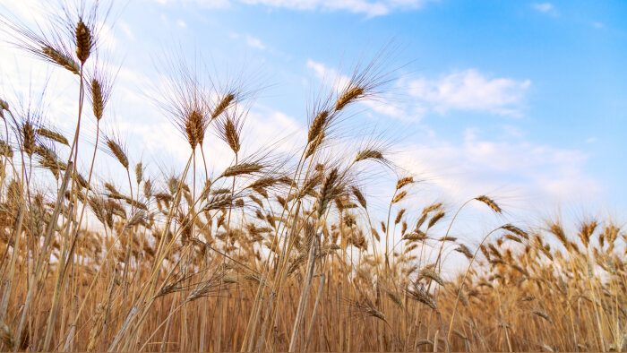 Fabacéé souhaite replacer la sobriété énergétique au cœur des pratiques agricoles - © Getty Images/iStockphoto