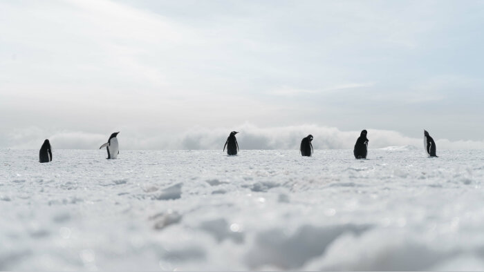 Diane Pacaud a été agent de terrain en milieu isolé dans les Terres australes. - © Freepik