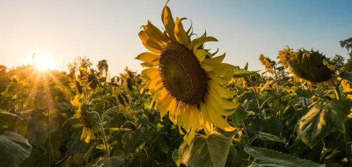 Simplifier le désherbage du tournesol avec Express SX