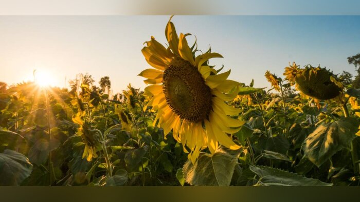 Simplifier le désherbage du tournesol avec Express SX