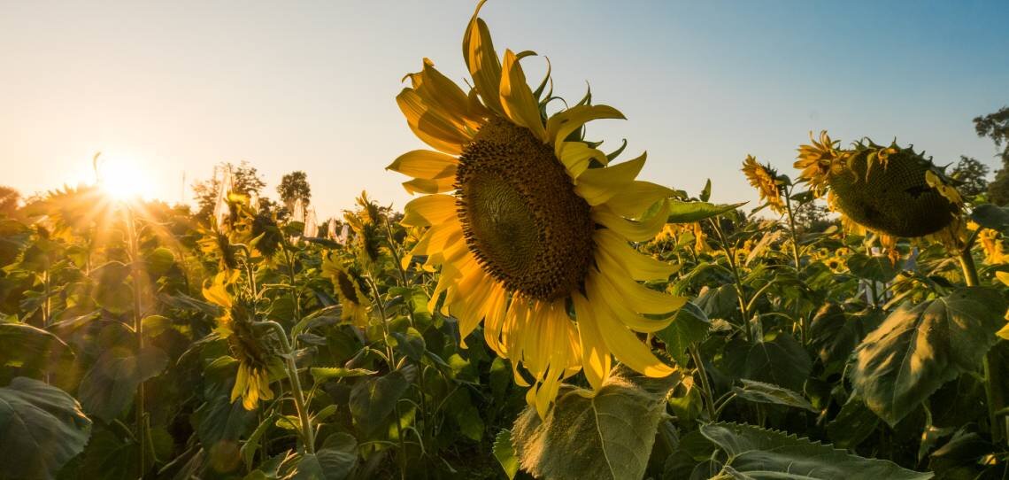 Tendance herbicides tournesol, la post-levée gagne du terrain - © D.R.