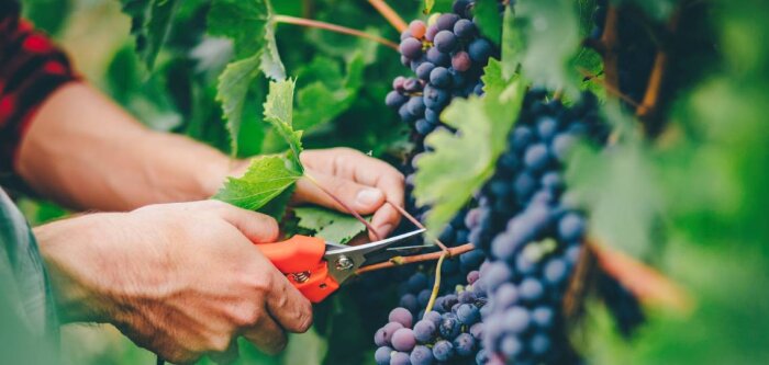 Les Fermes Biosolutions De Sangosse vont plus loin dans la baisse de l’IFT en 2021