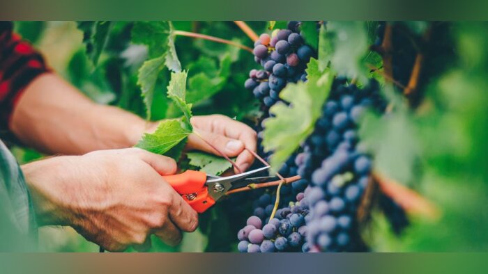Les Fermes Biosolutions De Sangosse vont plus loin dans la baisse de l’IFT en 2021