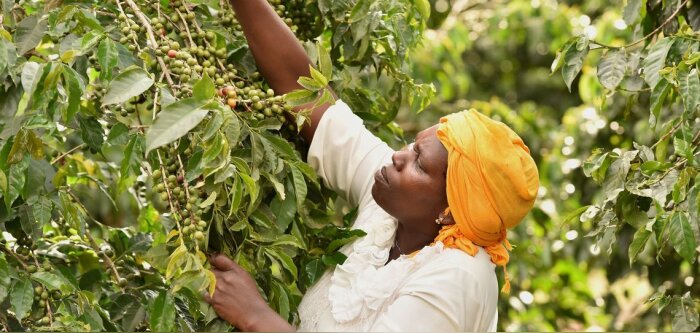 Crédit Fairtrade international David Macharia - © D.R.