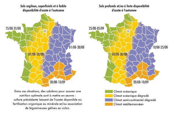 La fertilisation du colza à l’automne, un facteur essentiel de réussite de la culture - © D.R.
