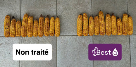 Les épis de maïs traités avec Best-a sont de meilleure qualité. Essais Bayer 2025 Eole en Beauce (28) Centre - © Bayer