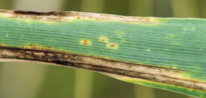 Les intérêts du traitement de semences Systiva de BASF pour la protection fongicide des orges