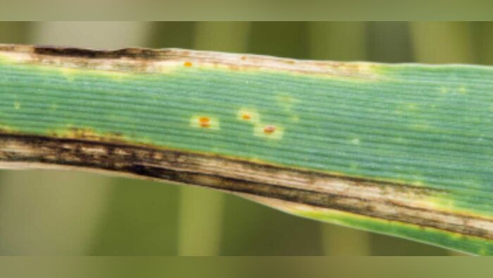 Les intérêts du traitement de semences Systiva de BASF pour la protection fongicide des orges