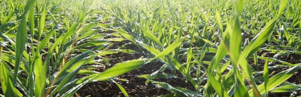 BASF lance une innovation majeure avec le traitement de semences Systiva sur orges de printemps - © D.R.