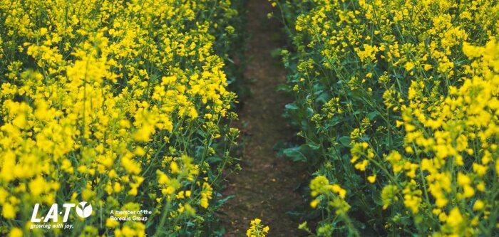 Évaluer la biomasse du colza grâce au N-Pilot afin d’optimiser la fertilisation azotée