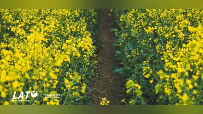 Évaluer la biomasse du colza grâce au N-Pilot afin d’optimiser la fertilisation azotée