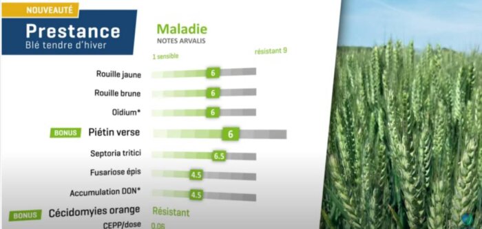 Prestance, blé tendre d’hiver de qualité à haut potentiel de rendement adapté toute France