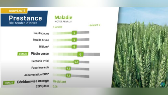 Prestance, blé tendre d’hiver de qualité à haut potentiel de rendement adapté toute France