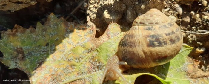 Escargots dans les vignes, agir vite, dès la sortie d’hiver