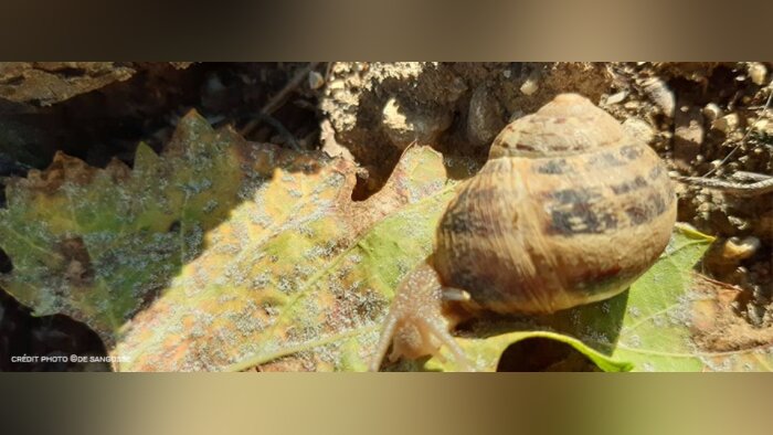 Escargots dans les vignes, agir vite, dès la sortie d’hiver
