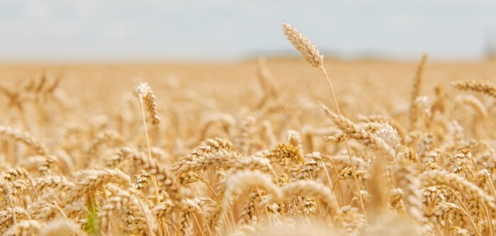 Un fongicide blé d’origine naturelle pour protéger les céréales