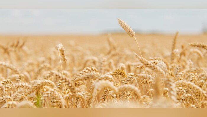 Limagrain découvre des gènes pour faciliter la création de blés hybrides