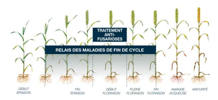 Comment maîtriser la fusariose à la floraison ? - © D.R.
