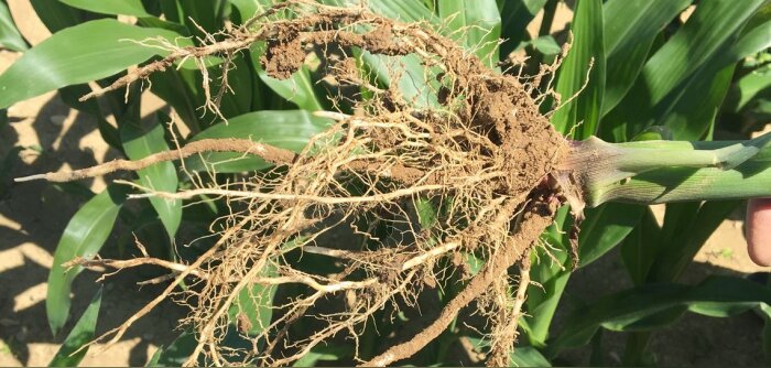 Les coopératives de l’Ouest, la chaire AEI et Agrocampus Ouest veulent mieux comprendre la rhizosphère