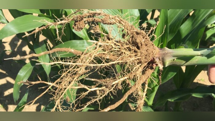 Les coopératives de l’Ouest, la chaire AEI et Agrocampus Ouest veulent mieux comprendre la rhizosphère