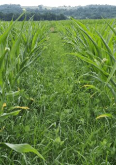 Comment accroître l’efficacité des herbicides en post-levée du maïs ? - © D.R.