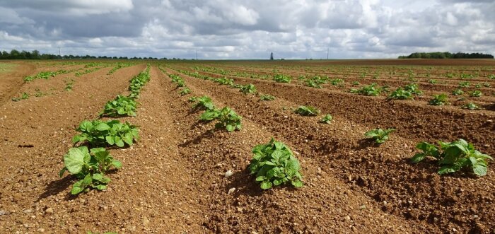 Usipa, besoin de reprise économique rapide pour les amidonniers