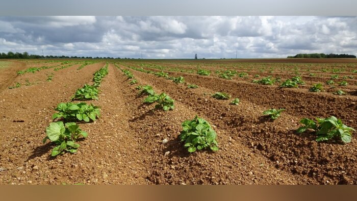 Usipa, besoin de reprise économique rapide pour les amidonniers