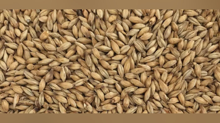 Malteries Soufflet devient le premier producteur mondial de malt