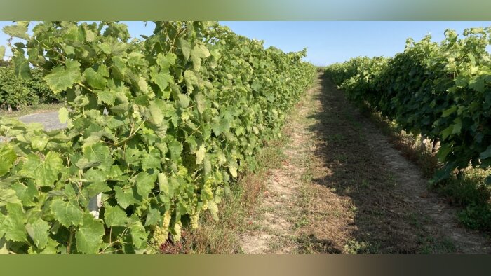 Glyphosate, un guide fait le point sur les conditions d’utilisation
