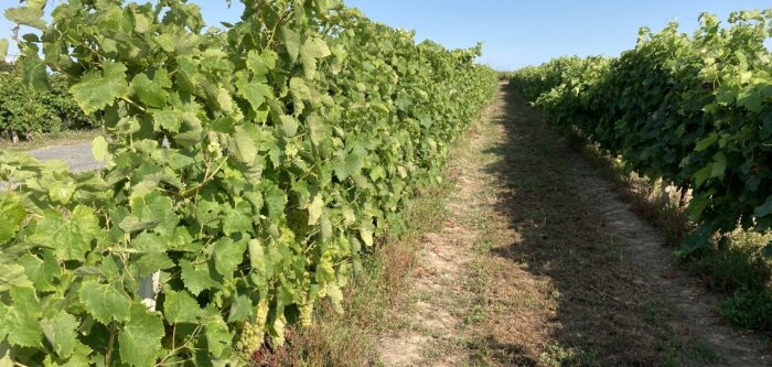 Pesticides à base de micro-organismes, publication des critères d’évaluation adaptés