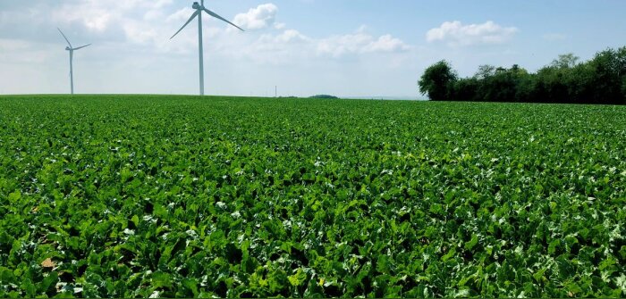 L’ARTB lance un observatoire de la durabilité des filières betterave-canne