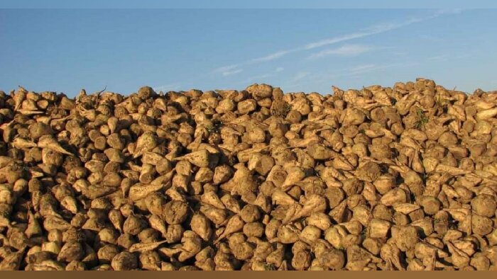 Saint Louis Sucre : partenariat avec MyEasyFarm pour son programme d’Agriculture Régénératrice