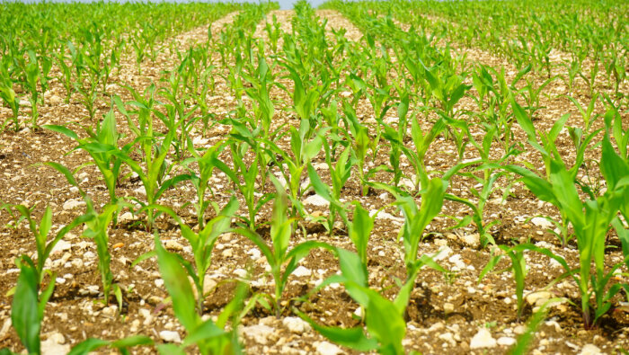 17,9 Mt de fertilisants livrées en France en 2023-2024, selon l’Unifa