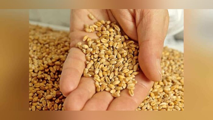 Alimentation animale : fusion d’Oqualim, Qualimat et Qualimat Sud-Ouest à compter du 1er janvier 2025