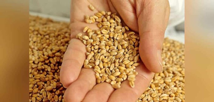 Les marchés céréaliers, entre sécheresses américaines et froid européen