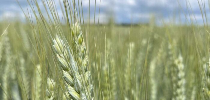 Bio en 2023 : les surfaces en baisse de 2 %, plus de 3 000 déconversions enregistrées