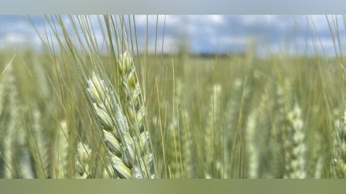 Bio en 2023 : les surfaces en baisse de 2 %, plus de 3 000 déconversions enregistrées