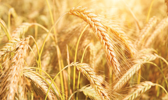 Arterris : 480 000 t pour les moissons d’été (+ 11 %), 154 000 t de blé dur, 230 000 t de blé tendre