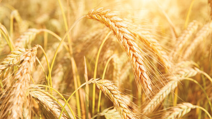 Rovensa Next, les Biosolutions d’aujourd’hui … et de demain !
